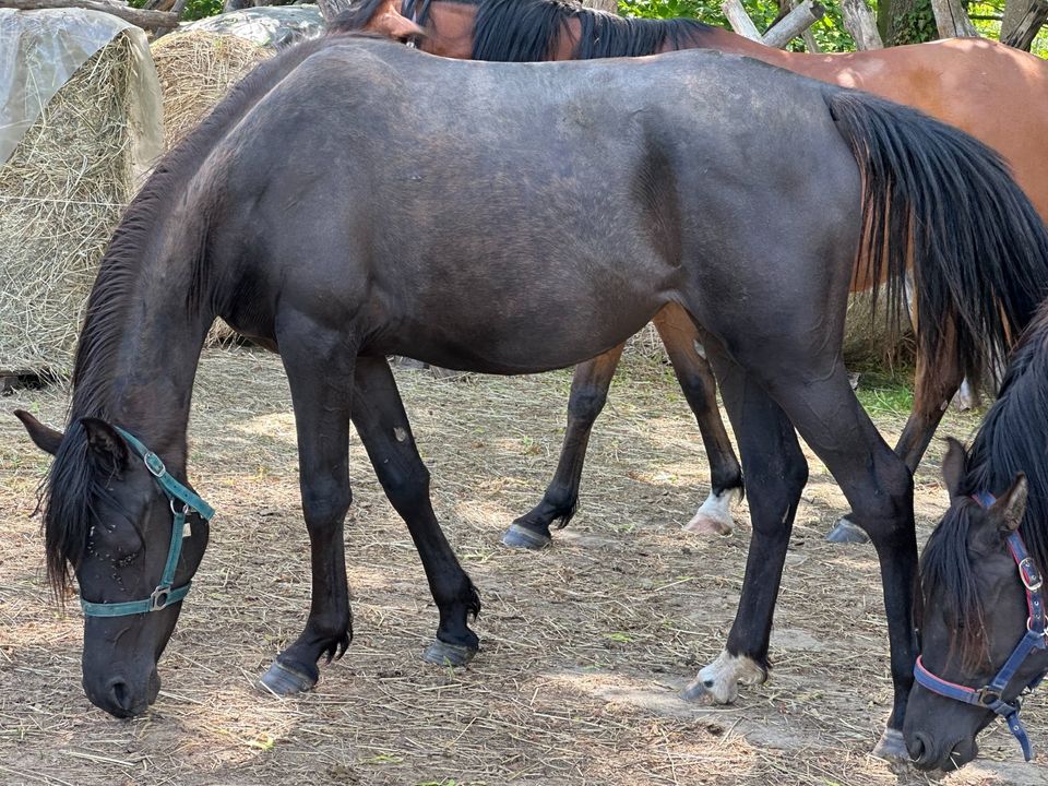 two black arabien perls / in Rochlitz