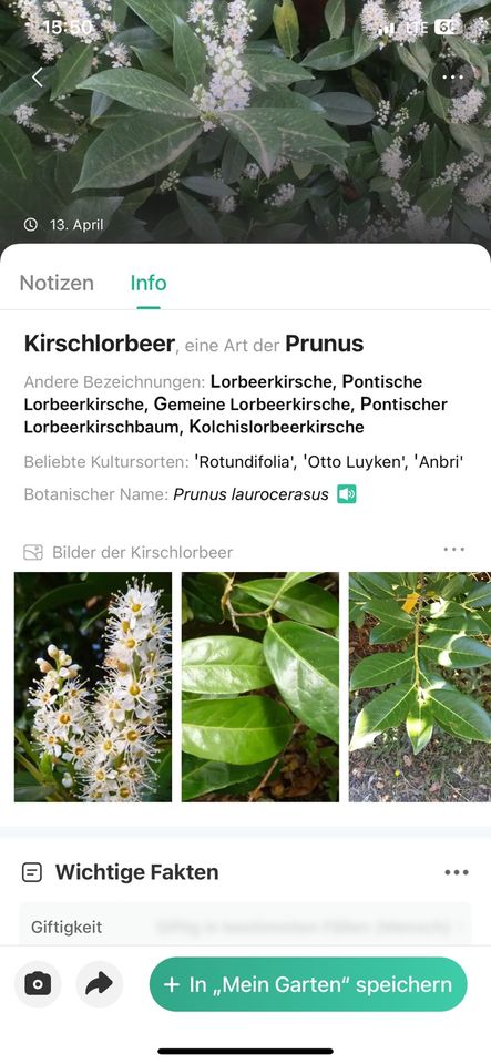 Verschiedene kirschlorbeer Gartenpflanze in Gütersloh