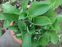 Hosta Funkie siboldii Snowflakes kleinwüchsig weiße Blüte Mini Niedersachsen - Bad Pyrmont Vorschau