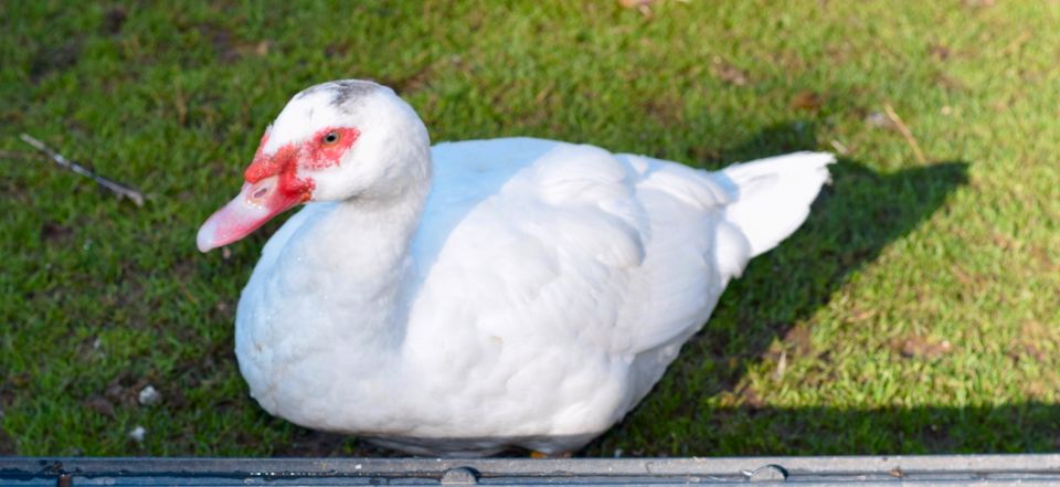 Flugenten, Warzenenten weiß in Alzenau