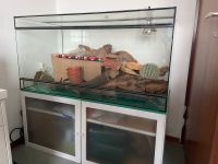 Terrarium + Unterschrank Nordrhein-Westfalen - Neuss Vorschau