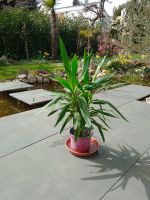 Schöne gesunde Palme Yucca Bio Natur fast zu verschenken München - Berg-am-Laim Vorschau