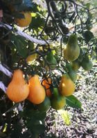 0,50€ ALLES MUS RAUS! Gelbe Tomaten Pflanzen Wiesbaden - Nordenstadt Vorschau