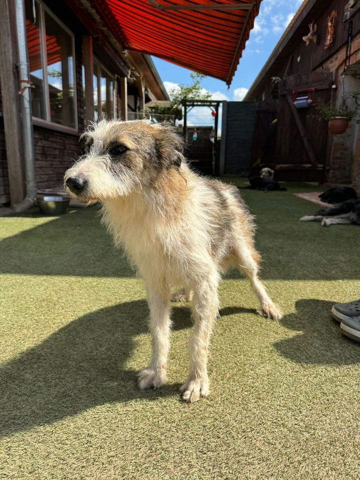 Sanfter HARIBALD ❤️ aus dem Tierschutz sucht seine Familie in Möckern