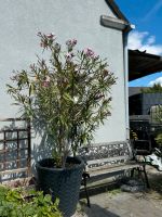Orleander Baum rosa aus Italien mit übertopf Nordrhein-Westfalen - Castrop-Rauxel Vorschau