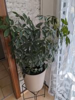 Schefflera mit Übertopf Niedersachsen - Wolfsburg Vorschau