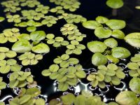 Salvinia ,Südamerikanische Froschbiss , Schwimmpflanzen Aquarium Niedersachsen - Osnabrück Vorschau