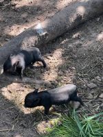 2 Göttinger Minischweine Eber Sachsen - Taucha Vorschau