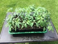 Tomatenpflanzen Nordrhein-Westfalen - Bünde Vorschau