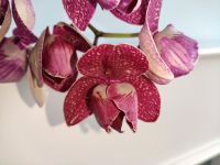 Orchidee Phalaenopsis Kimono pelorisch ( Tulpenform) Nordrhein-Westfalen - Bornheim Vorschau