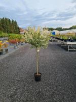 Harlekinweide 80 cm Stammhöhe Salix integra 'Hakuro Nishiki' 19.95€ Niedersachsen - Haselünne Vorschau
