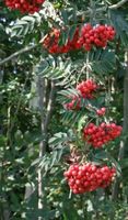 Eberesche - Vogelbeere - Sorbus aucuparia Herzogtum Lauenburg - Wentorf Vorschau