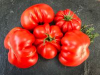 Costoluto Genovese: Fleischtomate 15 Samen fruchtig, mega Ertrag Bayern - Waigolshausen Vorschau