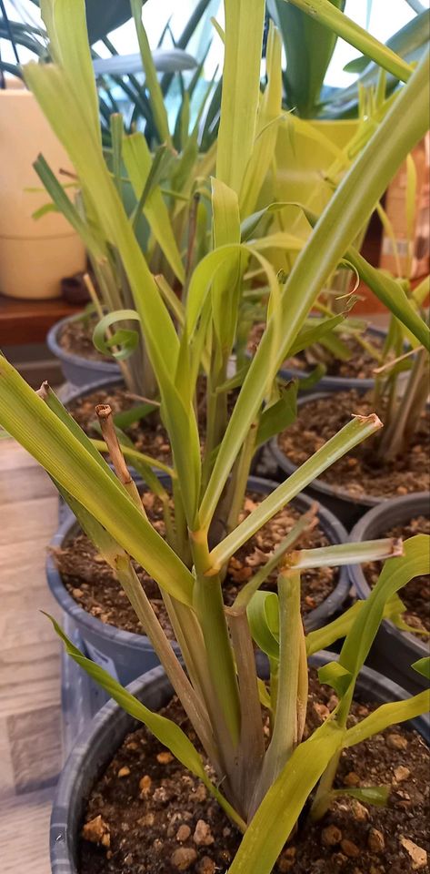 Zitronengras (Cymbopogon citratus) in Ostrach