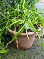 Pflanze Schmucklilie zu verschenken Bayern - Aub Vorschau