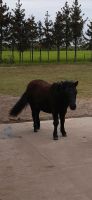 Shetlandpony /Jährling Gardelegen   - Mieste Vorschau