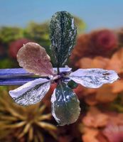 ❌Verkauft❌⭐❤ White Marble ❤⭐ ❎ BUCEPHALANDRA AQUARIUM GARNELEN Freiburg im Breisgau - March Vorschau