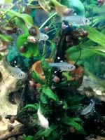 Feiertagsangebot 10+1 Sternflecksalmler Aquarium Aquariumfische Thüringen - Bleicherode Vorschau