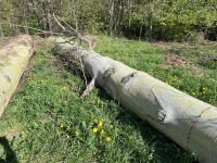 Buche Feuerholz 7 Festmeter Thüringen - Jena Vorschau