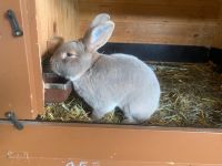 Luxkaninchen Kaninchen Rammler Häsin Thüringen - Sömmerda Vorschau