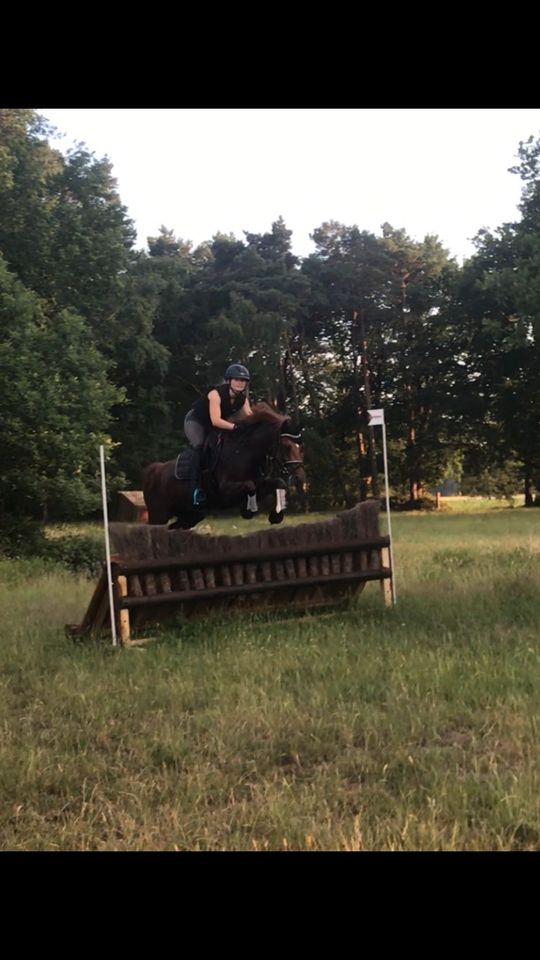 Deutsches Reitpony Lehrmeister Allrounder in Delmenhorst