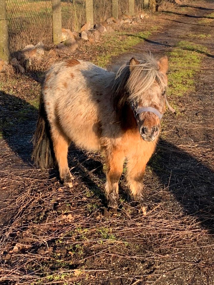 Deutsch Part-bred Hengst, Pony, Shetland in Coswig (Anhalt)