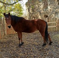 Liebe Pony Stute abzugeben Sachsen - Löbau Vorschau