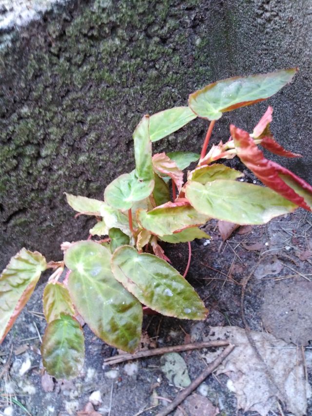 Begonia dietrichiana in Biesenthal