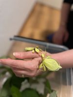 Phyllium philippinicum Eier (Kurz vorm Schlüpfen) Nordrhein-Westfalen - Mülheim (Ruhr) Vorschau