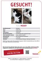 Meinen Kater Mickey Baden-Württemberg - Freiburg im Breisgau Vorschau