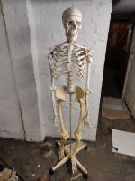 Medizinstudium Skelett Anatomie Knochen true Vintage Hannover - Döhren-Wülfel Vorschau