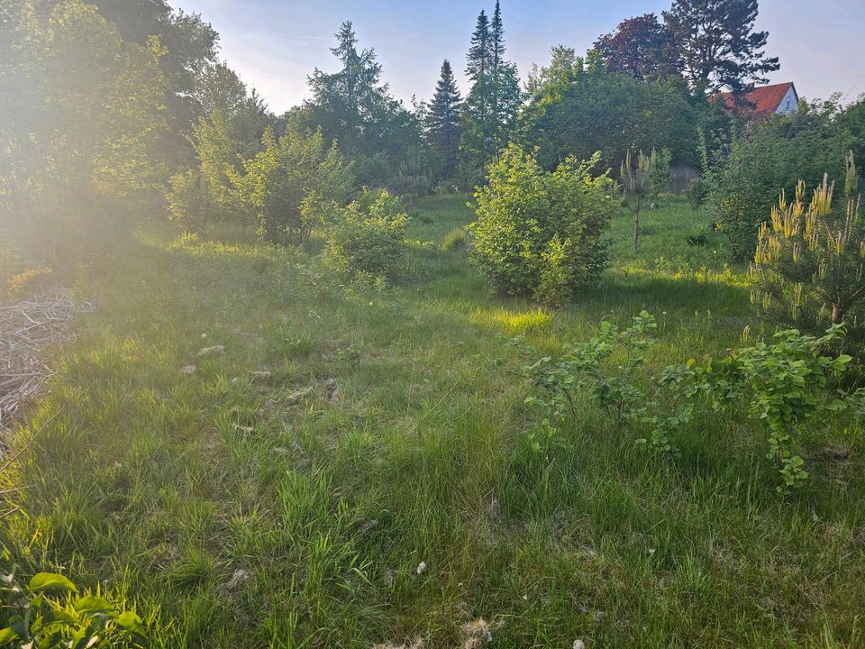 Wiese/Grünfläche für Schafe / Weidetiere zum Abgrasen 1000m2 in Rotenburg (Wümme)