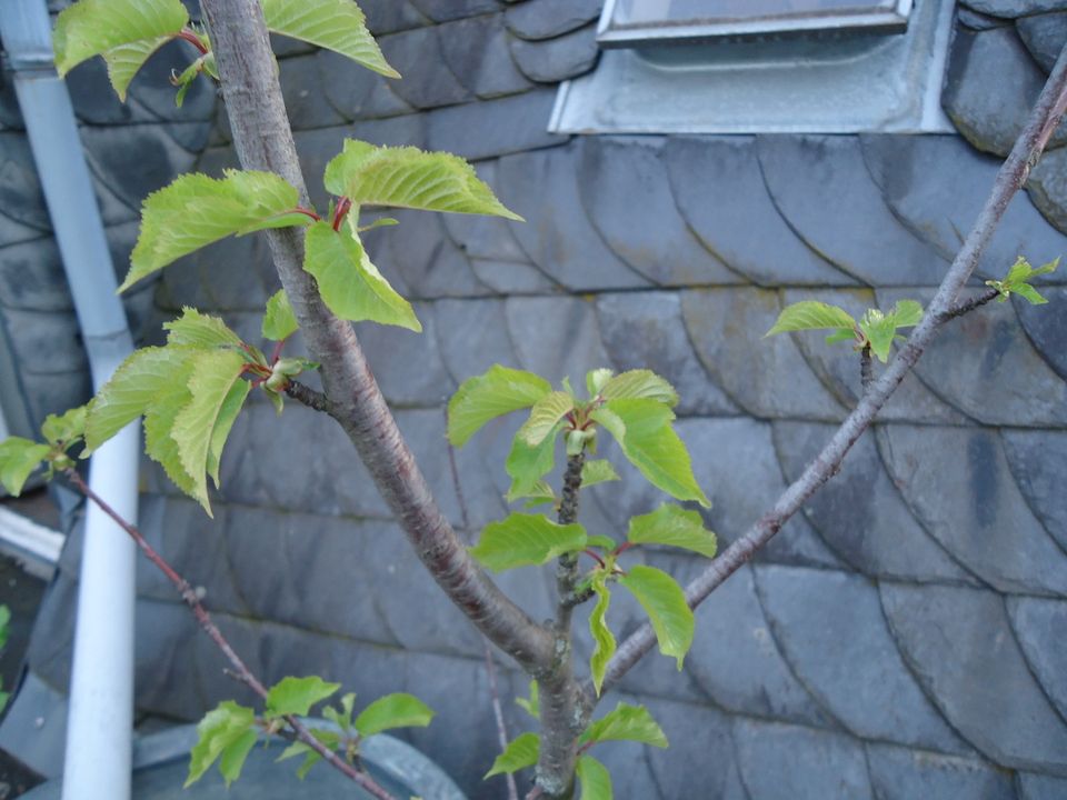 Süßkirsche Vogel-Kirsche Prunus avium Obstbaum 2,50 m hoch in Frankfurt am Main