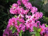 30 Samen  Rhododendron kiusianum Japanische Azalee Baden-Württemberg - Singen Vorschau