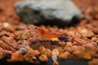 Orange Fire Neocaridina Garnele DNZ Baden-Württemberg - Dürnau Vorschau