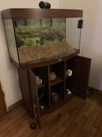 Aquarium/Terrarium Sachsen - Kitzscher Vorschau