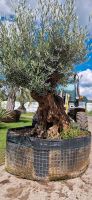 Angebot % Olea europaea Bonsai Nr 2011 Nordrhein-Westfalen - Delbrück Vorschau