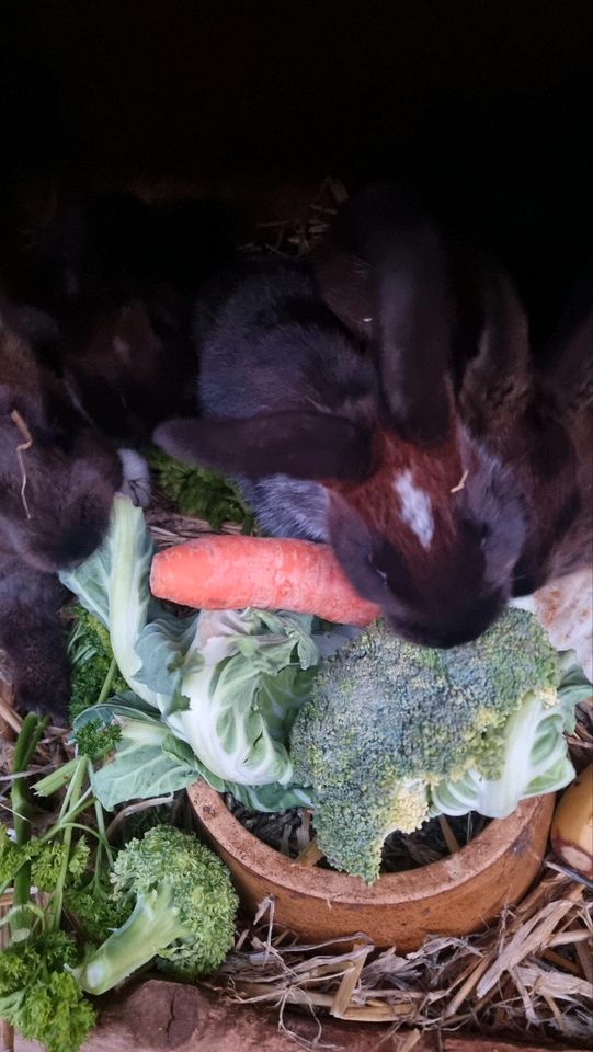 Junge Kaninchen Jungkaninchen 9 Wochen in Cottbus