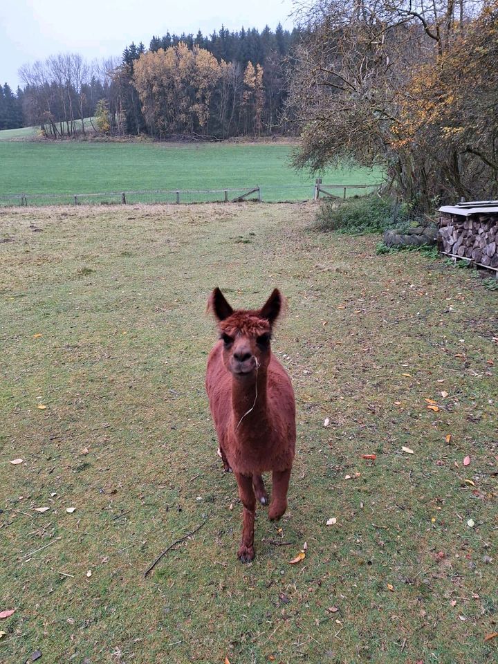 Zwei Alpakastuten 4 Jahre in Winterberg