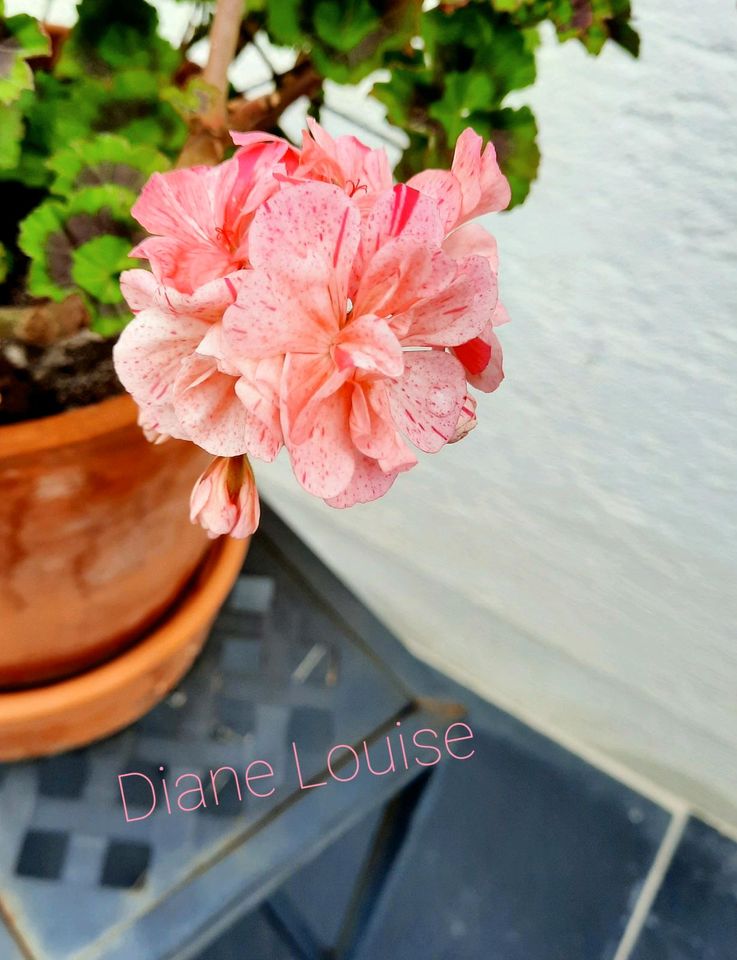 Unbewurzelter Ableger Edel Geranie, Pelargonie "Diane Louise" in Niederstotzingen