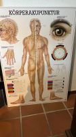 Akupunktur Lehrtafel Anatomie Nordrhein-Westfalen - Viersen Vorschau