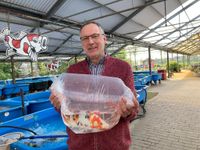 Goldfische Zierfische Shubunkin Koi, eigene Zucht Nordrhein-Westfalen - Kevelaer Vorschau