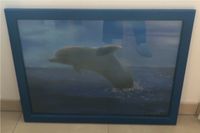 Delfin Bild Künstler gerahmt Gemälde Nordrhein-Westfalen - Reichshof Vorschau