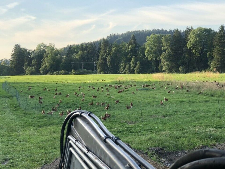 Eier, Freilandeier aus Mobilstall, Eierautomat 24h in Isny im Allgäu