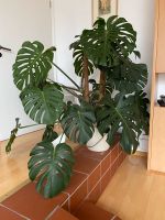 XXL Monstera Deliciosa Nordrhein-Westfalen - Drensteinfurt Vorschau