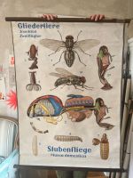 Rollkarte Stubenfliege Vintage Baden-Württemberg - Waldshut-Tiengen Vorschau