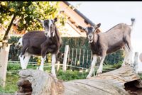 Bio Ziegenkitze / Ziegen Hessen - Bad König Vorschau