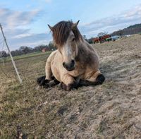 Pony-Paddock-Kumpel für den Sommer gesucht Niedersachsen - Wrestedt Vorschau