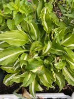 Hosta mit Lila Blümchen Sachsen - Muldenhammer Vorschau