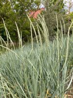 Strandhafer Brandenburg - Mühlenbeck Vorschau